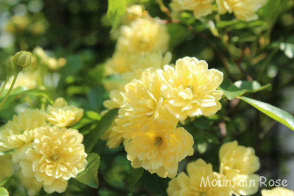 rosa banksiae lutea_e0239458_21592131.jpg