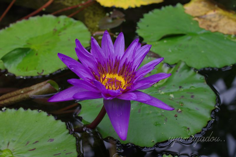 京都府立植物園　#5_a0157263_23242023.jpg