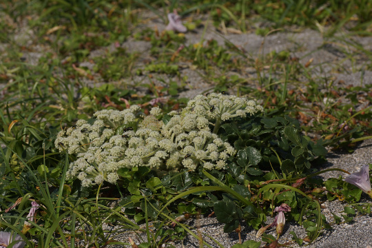 e0054067_22551527.jpg