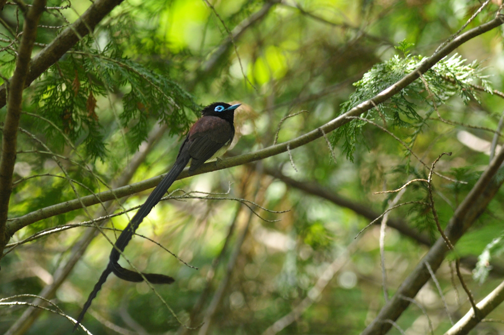サンコウチョウ_f0053272_1003038.jpg