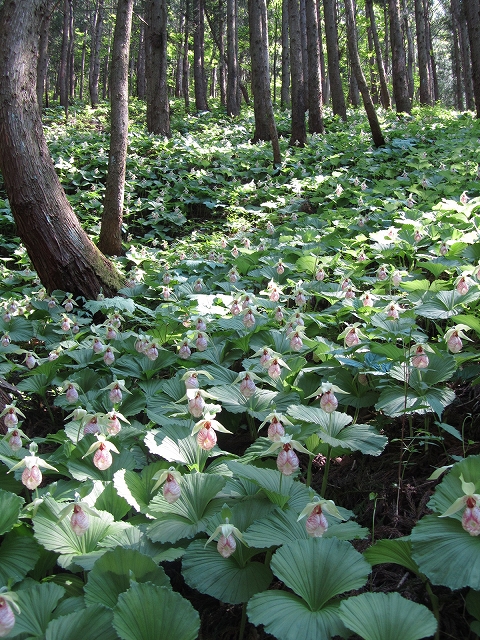 5月20日　福島市水原地区　クマガイソウ_a0191674_18461635.jpg