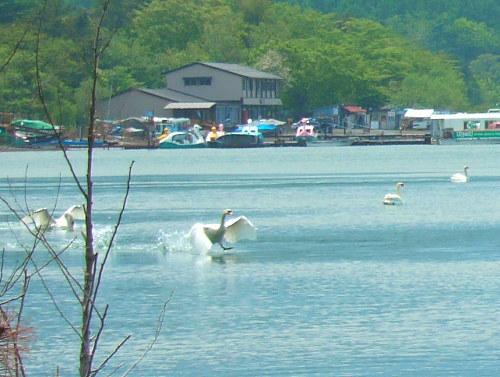 石割山・平尾山（その2）5月28日（月）_b0136381_12343623.jpg