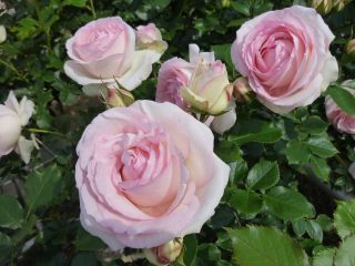 2012年5月29日 6年と1日目・・・_b0098584_11321531.jpg