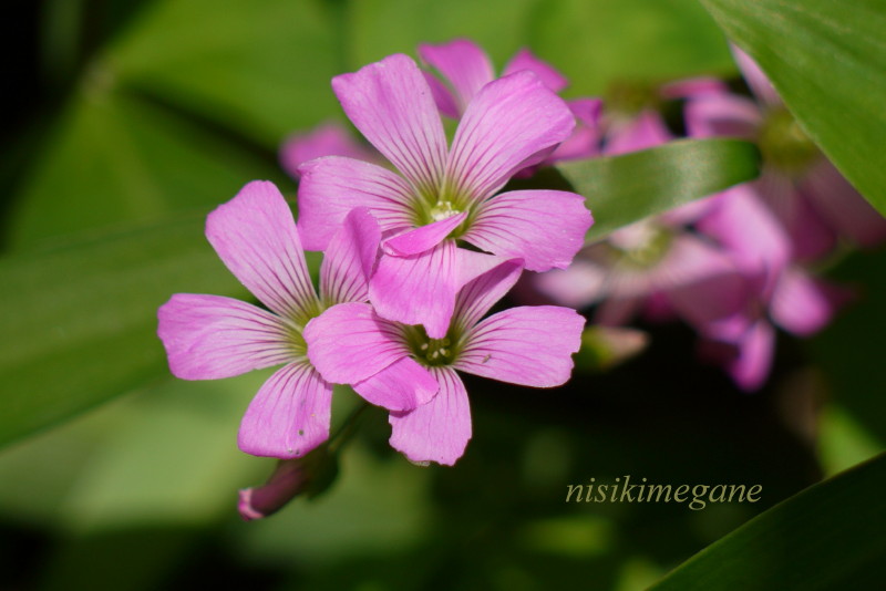 足元の花_b0195589_17535382.jpg