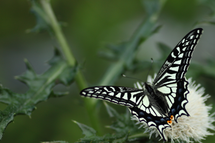 「　Swallowtail Butterfly　」　ナミアゲハ　春型_f0164989_5295227.jpg