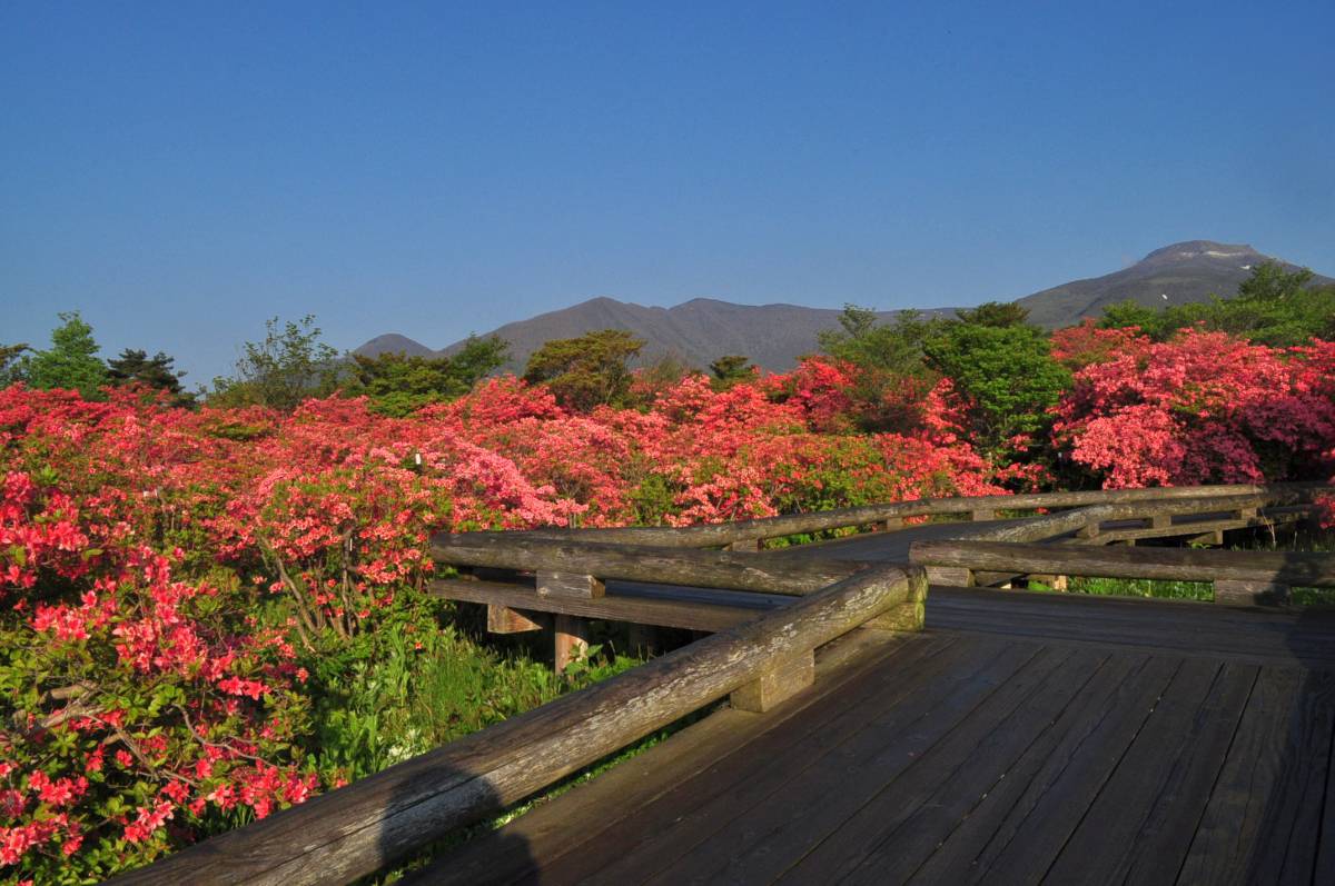 2012八幡つつじ開花状況その4　満開！_a0011690_7135165.jpg