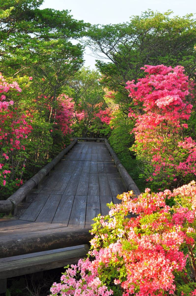 2012八幡つつじ開花状況その4　満開！_a0011690_782765.jpg