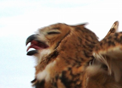 人の100倍感度の目 砂漠のフクロウ 5 写真でイスラーム 人の100倍感度の目 砂漠のフクロウ 5 写真でイスラーム