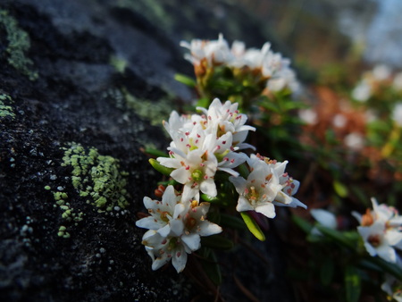宿周辺の花たち_e0120896_6462165.jpg