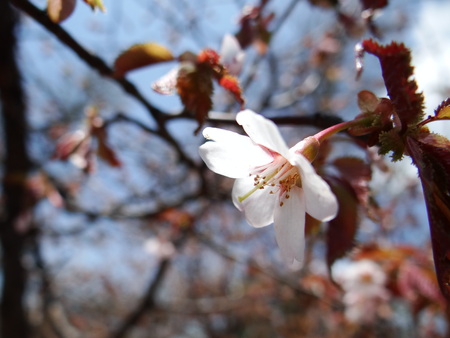 宿周辺の花たち_e0120896_6482574.jpg