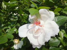 我が家で最初に咲く薔薇・・ジャクリーヌ・デュプレ_e0187897_21213199.jpg