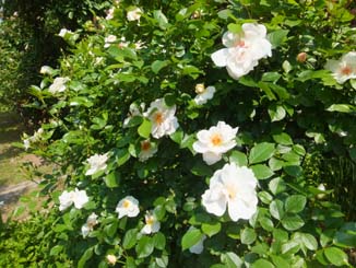 我が家で最初に咲く薔薇・・ジャクリーヌ・デュプレ_e0187897_21224961.jpg