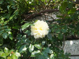 我が家で最初に咲く薔薇・・ジャクリーヌ・デュプレ_e0187897_21444029.jpg
