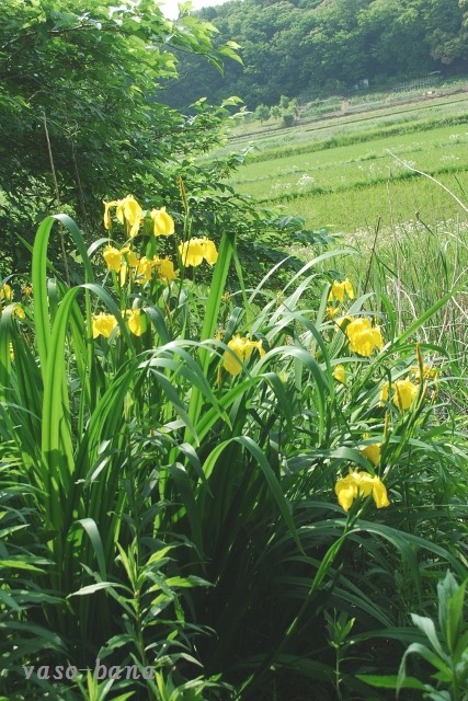 黄菖蒲・花菖蒲・・・_e0025300_16393854.jpg