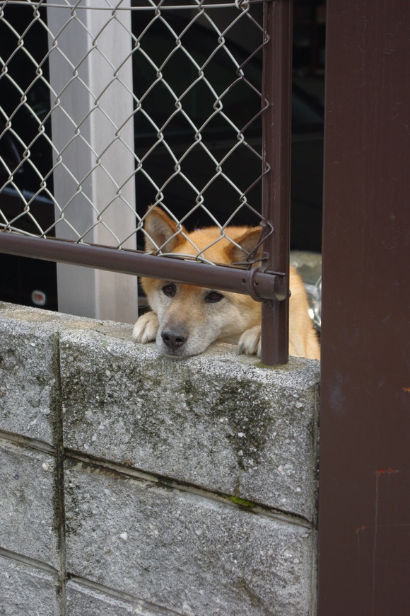 ならまちへ　おいしいものと雑貨・・・_a0114901_22312611.jpg