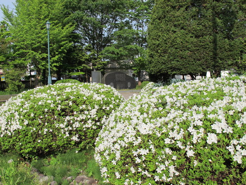 青春の詩碑　写真◎◎◎_c0075701_69594.jpg