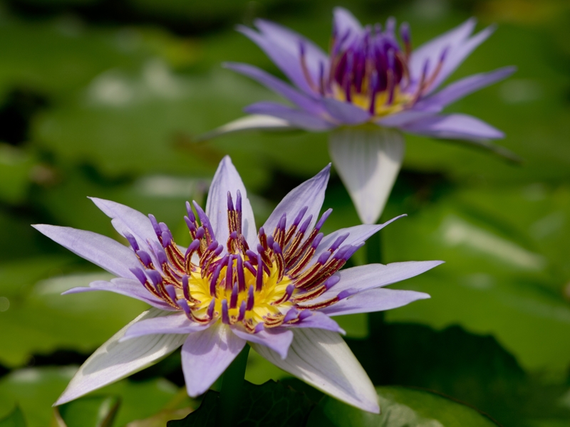 大船植物公園　2012/05/26 その２_a0114003_23373894.jpg