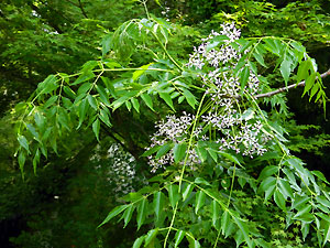 e0118904_1730147.jpg