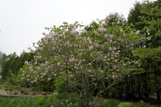f0160407_54343.jpg