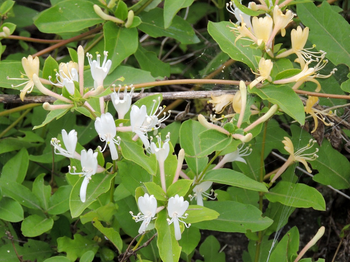 スイカズラ 吸葛 忍冬 の花 椿壽菴だより
