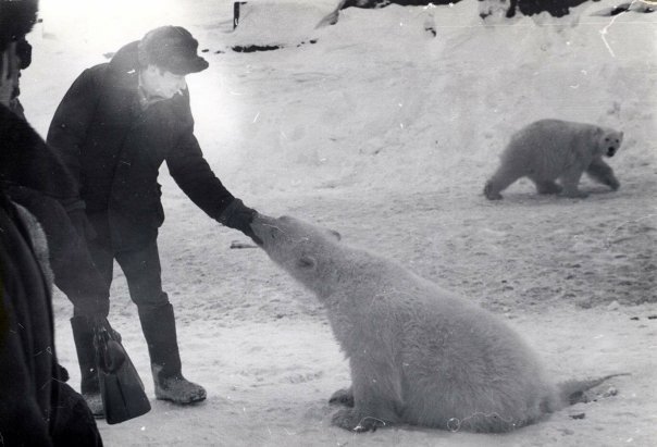 ホッキョクグマと ハスキー 犬との不思議な関係 Polarbearology Conjectaneum