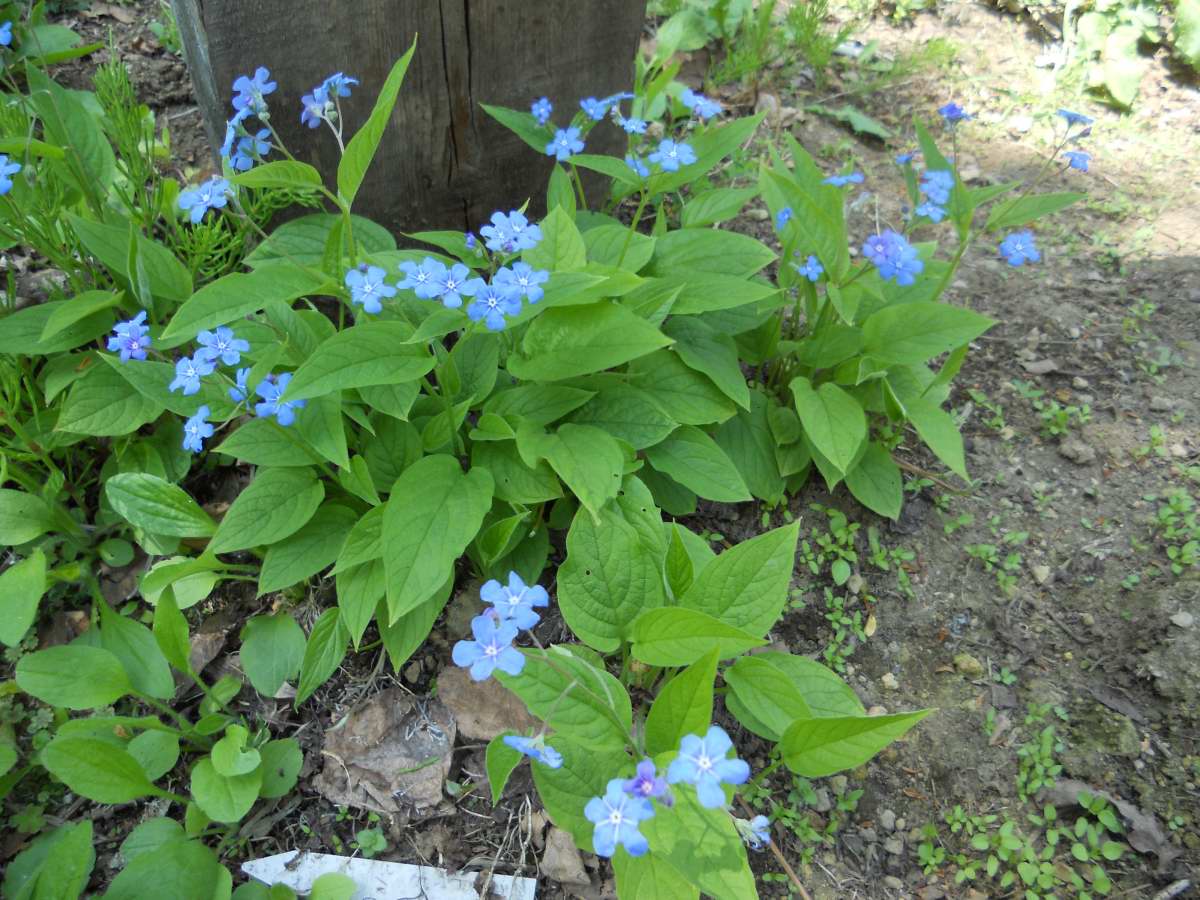 春の青い花 ようていガーデン