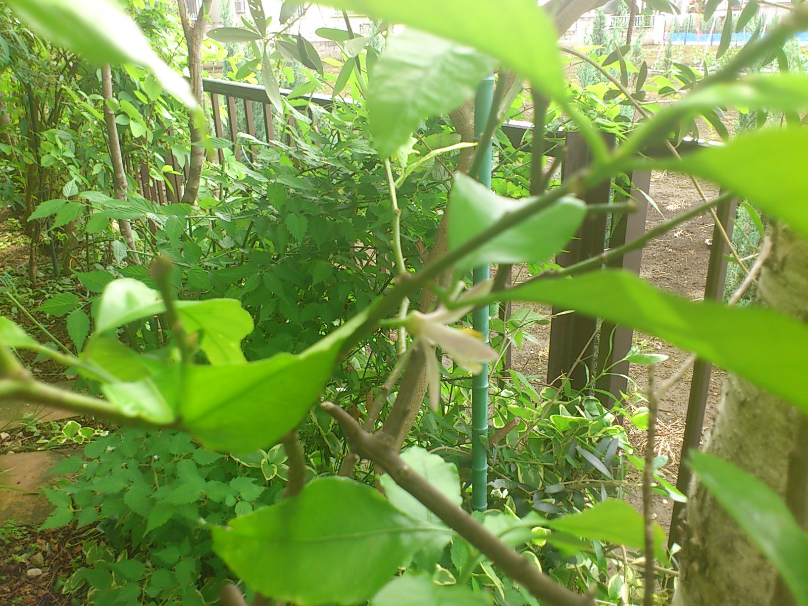 c0146921_1437967.jpg