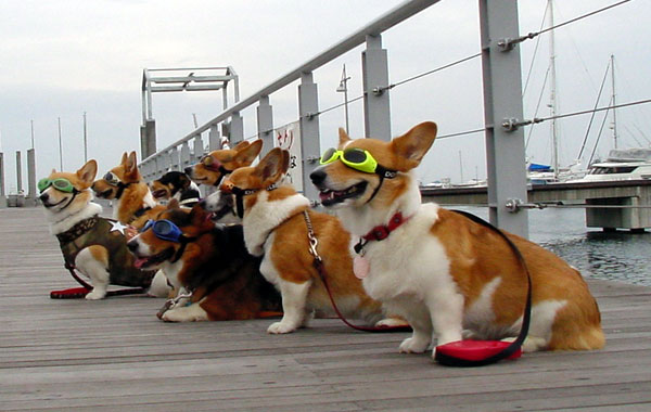 Dogglesかけて集まって_d0102523_9535526.jpg