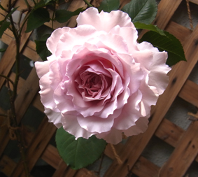 2012年5月7日　おうちの薔薇_a0111125_223459.jpg