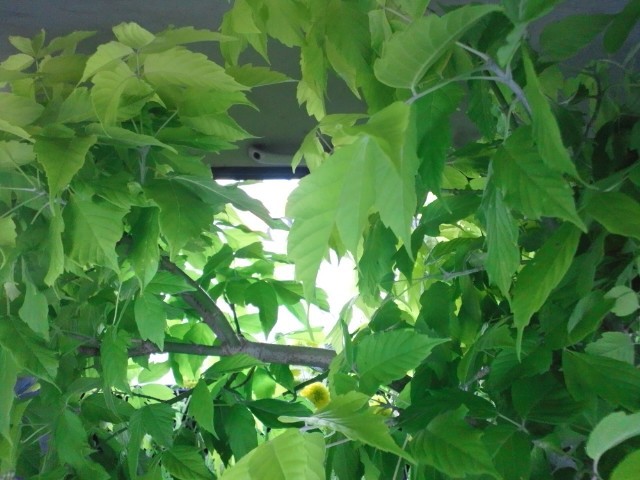 画像載せ忘れた。土もの_c0102228_6193876.jpg