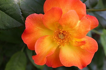 薔薇 プレイボーイ おやすみ前の独り言 薔薇 プレイボーイ おやすみ前の独り言