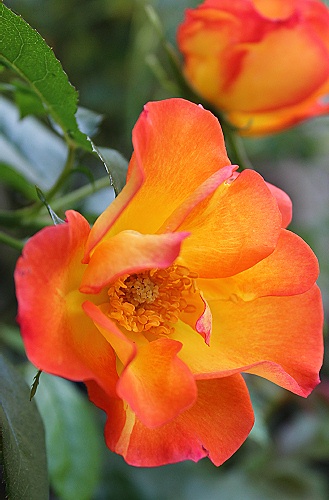 薔薇 プレイボーイ おやすみ前の独り言 薔薇 プレイボーイ おやすみ前の独り言
