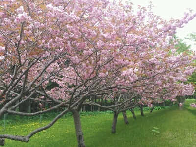 まだまだ咲きます。長万部桜。_d0164343_126951.jpg