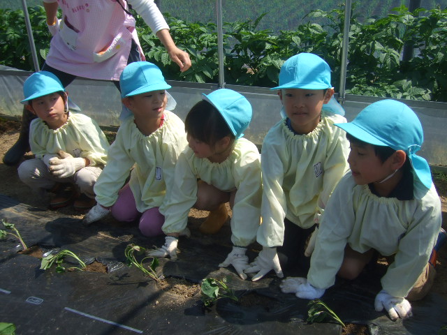 にしやま保育園とさつまいもの苗植えに行きました_d0166047_17253166.jpg