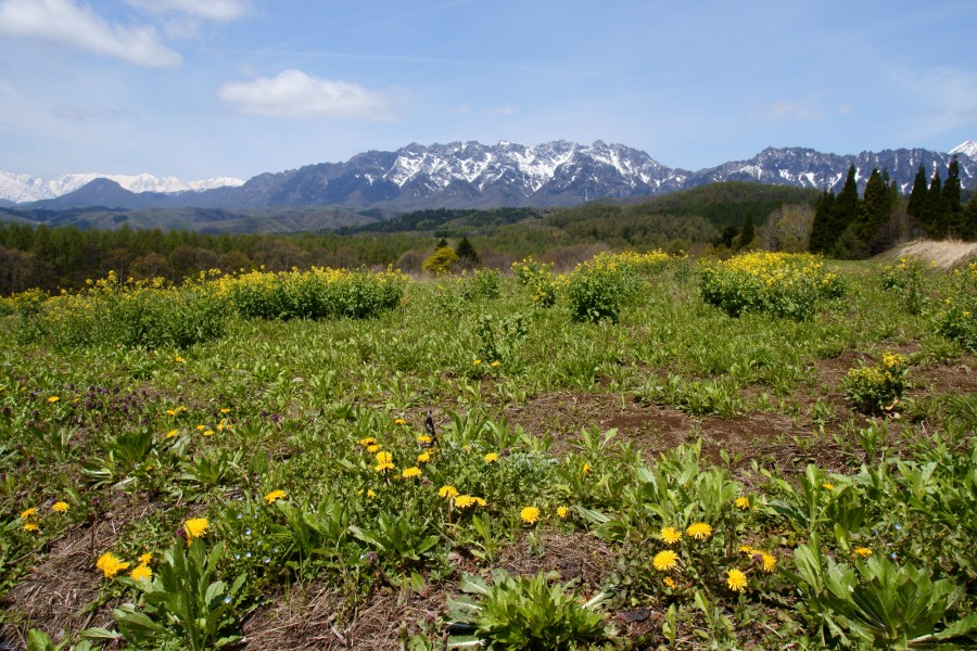 12.05.30 戸隠の菜の花畑_b0138757_8122615.jpg