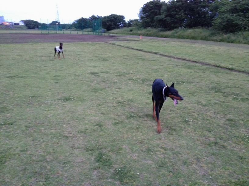 ５月２９日　東京動物医療センター_a0223066_12555859.jpg