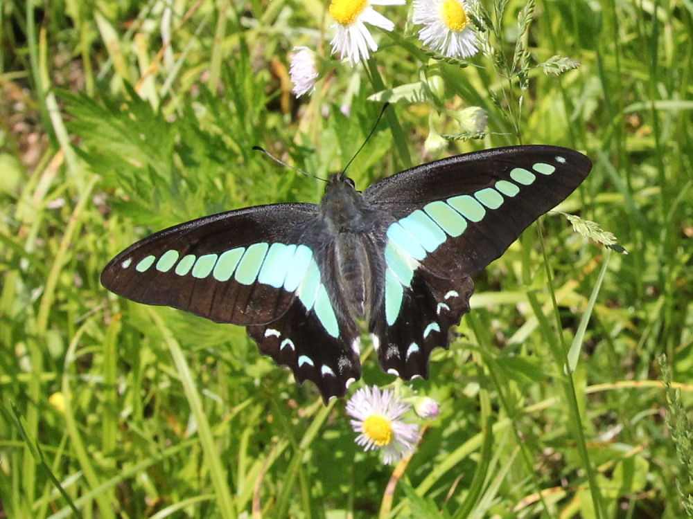 アオスジアゲハ　　雌雄識別は難しい？　　2012.5.19埼玉県⑥_a0146869_0121425.jpg