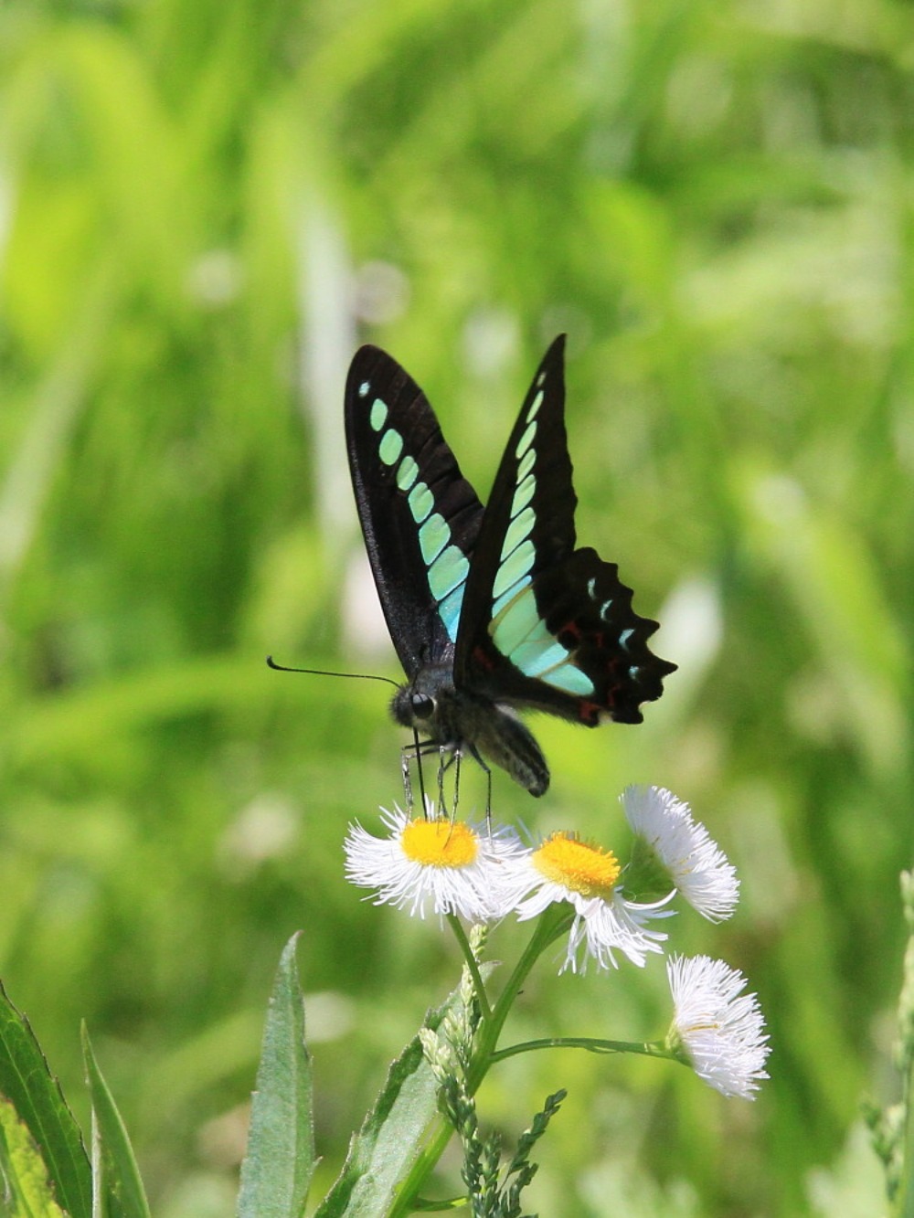 アオスジアゲハ　　雌雄識別は難しい？　　2012.5.19埼玉県⑥_a0146869_021470.jpg