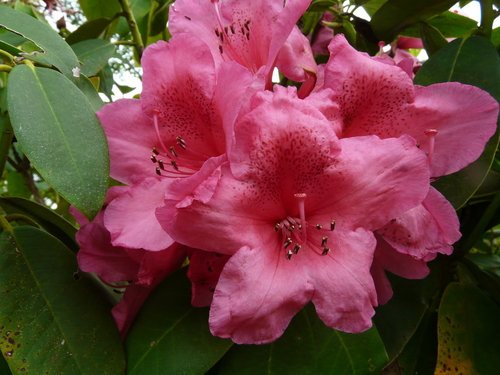 c0205169_7421.jpg