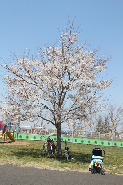 今頃東京の桜レポート。_d0214671_20525987.jpg