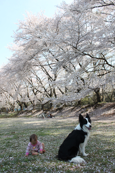 今頃東京の桜レポート。_d0214671_20543579.jpg