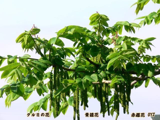 栄養価の高い 胡桃 くるみ 花 北の小京都 松前 大橋 政義 写真展 栄養価の高い 胡桃 くるみ 花 北の小京都 松前 大橋 政義 写真展