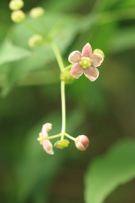 里山の花_c0148777_19513637.jpg