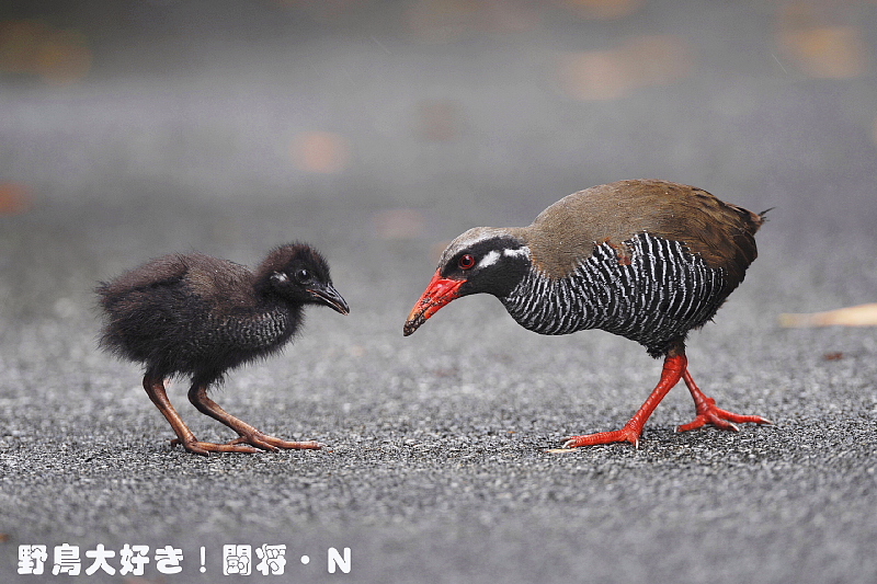 ヤンバルクイナ 野鳥大好き 闘将 ｎ