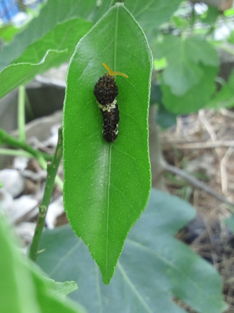 注文用ページ、アゲハ幼虫餌、枝付き(長く日持ちが良い)葉、ランダム