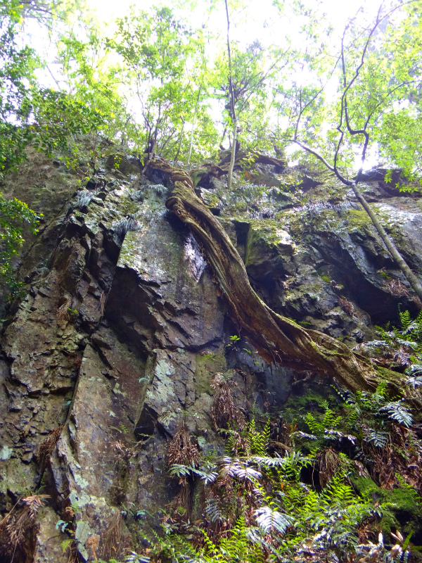 2012/05/29 八ヶ尾山_b0220886_1017080.jpg