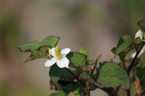 ホタルの花が咲きだしました。_d0160788_20324995.jpg