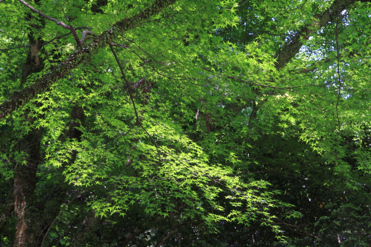 貴船神社_e0051888_23352018.jpg
