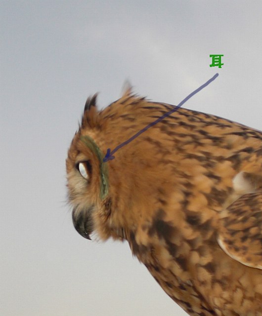 耳はどこにある 砂漠のフクロウ 6 写真でイスラーム 耳はどこにある 砂漠のフクロウ 6 写真でイスラーム
