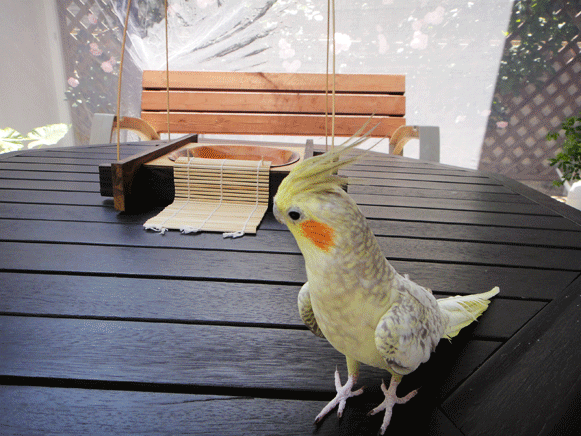 b0240299_1563946.gif